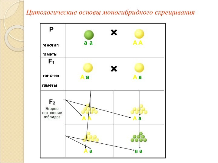 Цитологические основы моногибридного скрещиванияааААААааА АА аА аа а