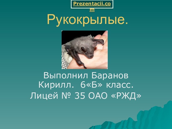 Рукокрылые.Выполнил Баранов Кирилл. 6«Б» класс. Лицей № 35 ОАО «РЖД»Prezentacii.com