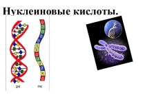 Нуклеиновые кислоты в клетке