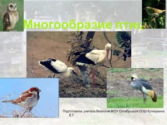 Многообразие птиц