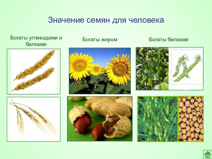 Значение семян для человекаБогаты жиромБогаты белкамиБогаты углеводами и белками