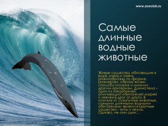 Самые длинные водные животные