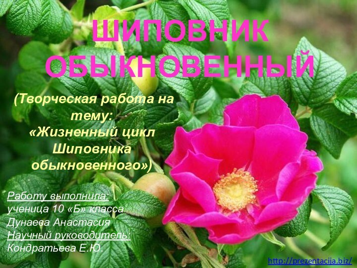 (Творческая работа на тему:«Жизненный цикл Шиповника обыкновенного»)ШИПОВНИК ОБЫКНОВЕННЫЙРаботу выполнила:ученица 10 «Б» классаДунаева АнастасияНаучный руководитель: Кондратьева Е.Ю.http://prezentacija.biz/