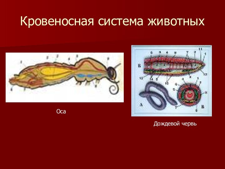 Транспорт веществ у червей. Кровеносная система ленточных червей. Кровеносная система дождевого червя. Ленточные черви кровеносная система. Кровеносная система транспорт веществ.