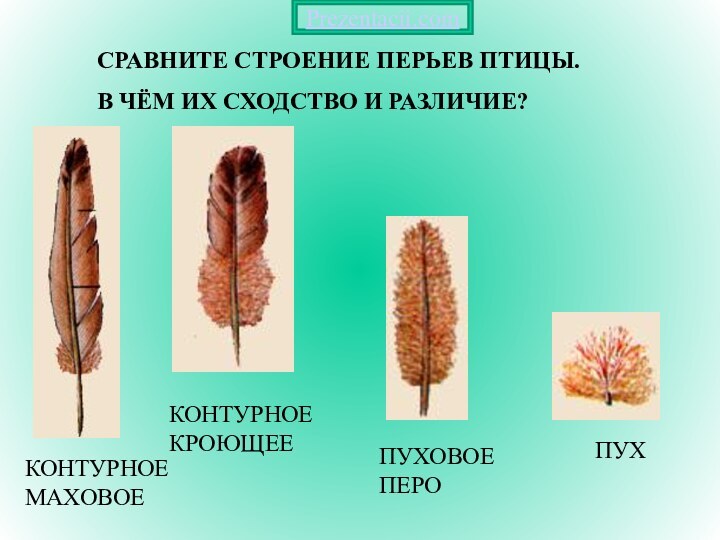 СРАВНИТЕ СТРОЕНИЕ ПЕРЬЕВ ПТИЦЫ. В ЧЁМ ИХ СХОДСТВО И РАЗЛИЧИЕ?КОНТУРНОЕ МАХОВОЕКОНТУРНОЕ КРОЮЩЕЕПУХОВОЕ ПЕРОПУХPrezentacii.com