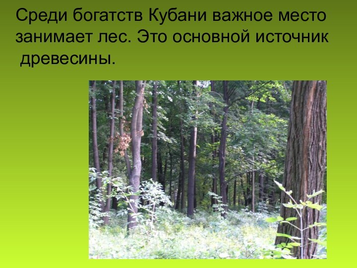 Среди богатств Кубани важное место занимает лес. Это основной источник древесины.