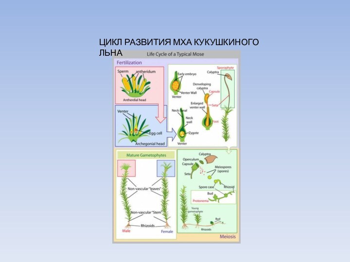 ЦИКЛ РАЗВИТИЯ МХА КУКУШКИНОГО ЛЬНА