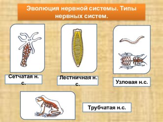 Эволюция нервной системы. Типы нервных систем