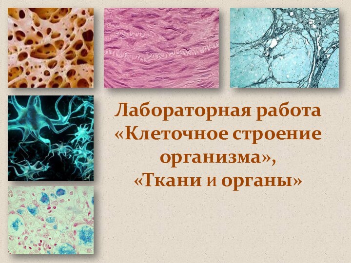 Лабораторная работа «Клеточное строение организма»,«Ткани И органы»