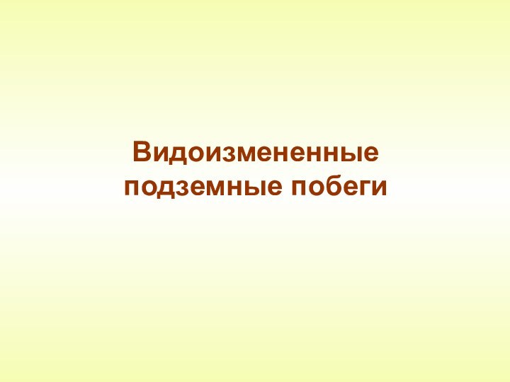 Видоизмененные  подземные побеги