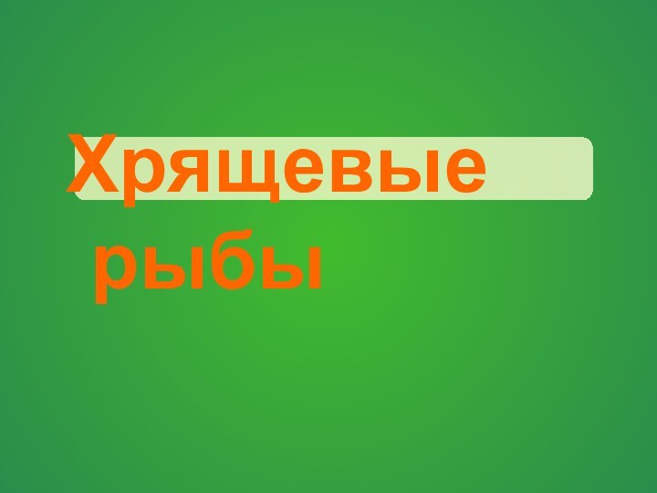 Хрящевые рыбы