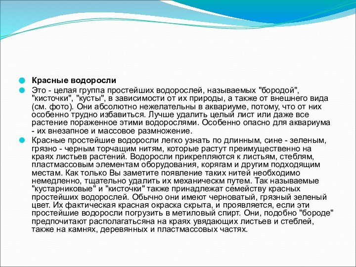 Красные водорослиЭто - целая группа простейших водорослей, называемых 