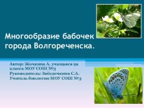 Многообразие бабочек города Волгореченска