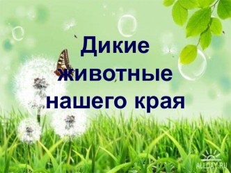 Дикие животные нашего края