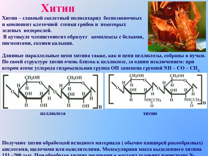 ХитинХитин – главный скелетный