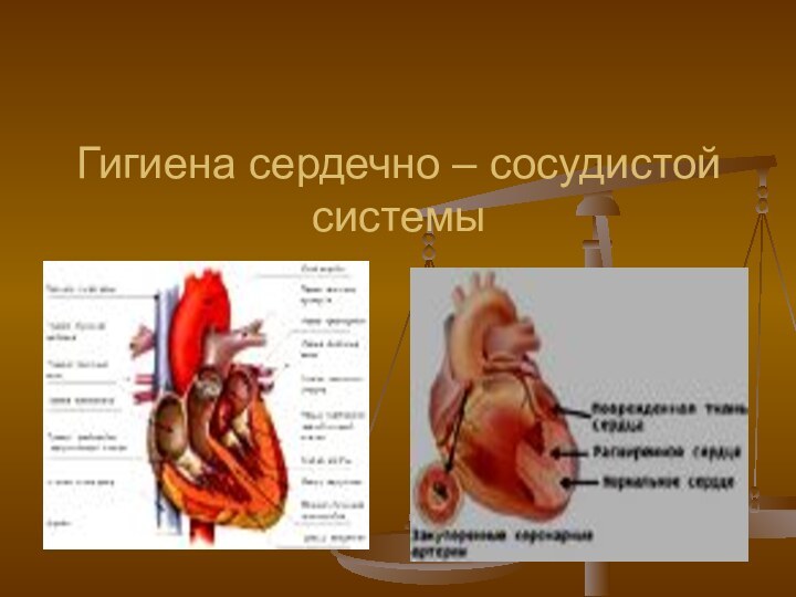 Гигиена сердечно – сосудистой системы