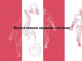 Вегетативная нервная система