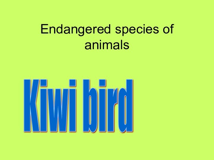 Endangered species of animals Kiwi bird