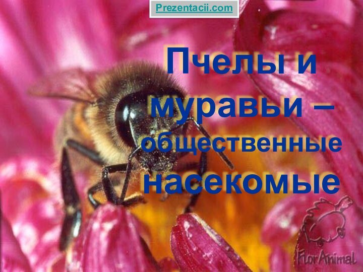 Пчелы и муравьи – общественные насекомыеPrezentacii.com