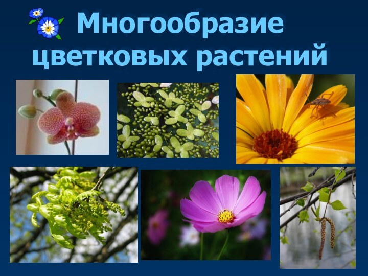 Многообразие цветковых растений