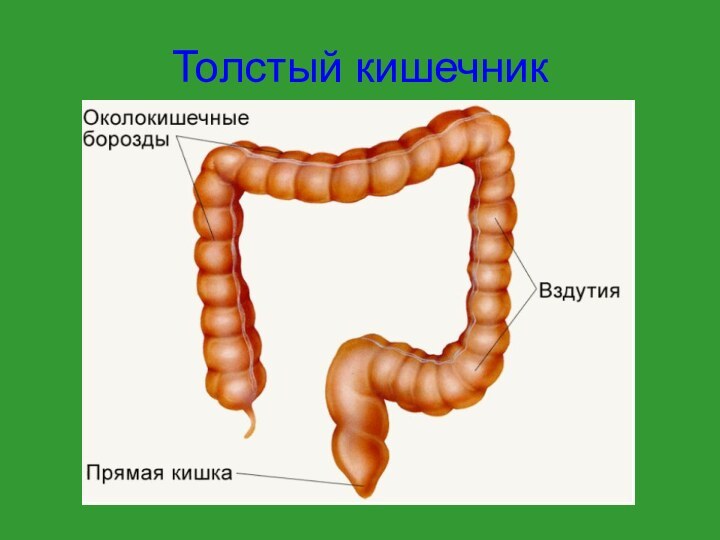 Толстый кишечник