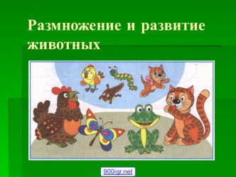 Размножение и развитие животных