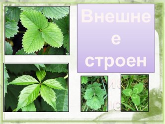 Внешнее строение листа 6 класс