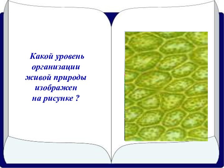 Какой уровеньорганизации живой природыизображен на рисунке ?