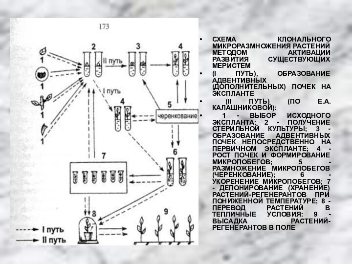 СХЕМА КЛОНАЛЬНОГО МИКРОРАЗМНОЖЕНИЯ РАСТЕНИЙ МЕТОДОМ АКТИВАЦИИ РАЗВИТИЯ СУЩЕСТВУЮЩИХ МЕРИСТЕМ (I ПУТЬ), ОБРАЗОВАНИЕ