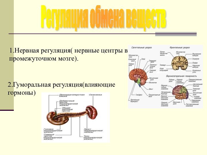 Регуляция обмена веществ1.Нервная регуляция( нервные центры в промежуточном мозге).2.Гуморальная регуляция(влияющие гормоны)