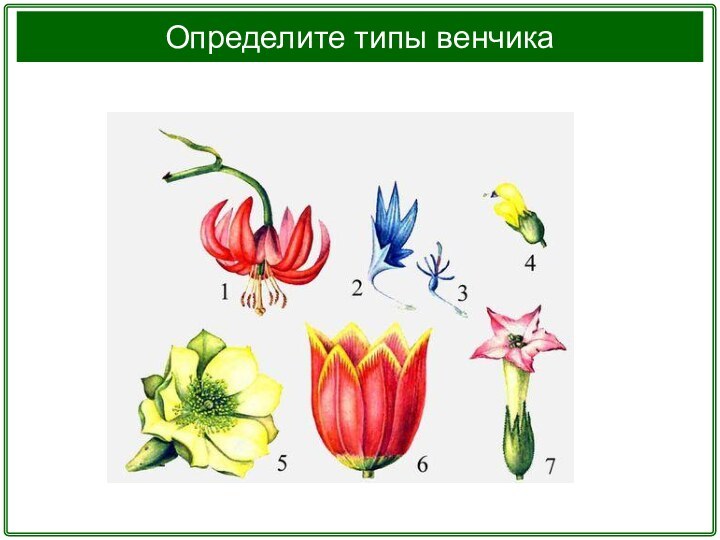 Определите типы венчика