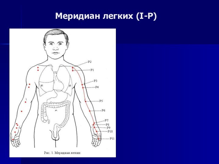 Меридиан легких (I-P)