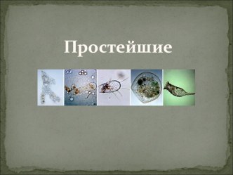 Простейшие