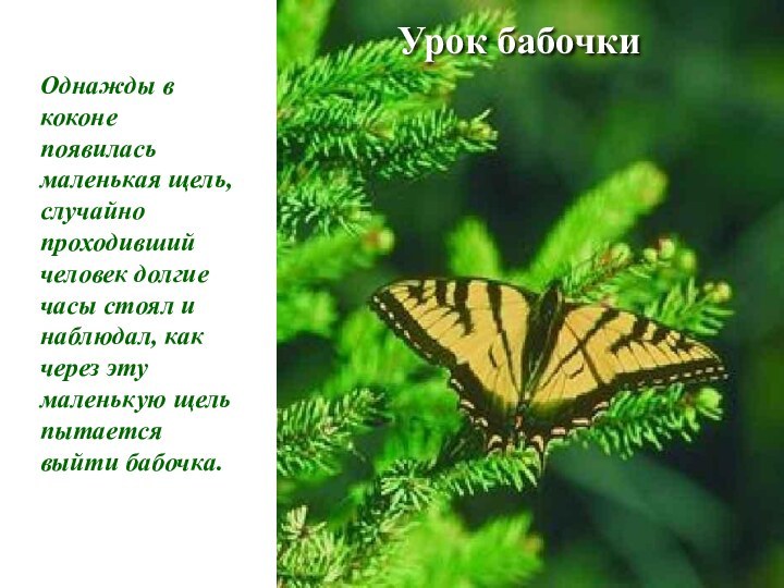 Урок бабочкиОднажды в коконе появилась маленькая щель, случайно проходивший человек долгие часы