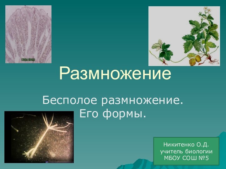 РазмножениеБесполое размножение. Его формы.Никитенко О.Д.учитель биологииМБОУ СОШ №5