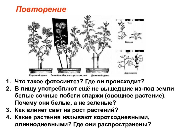 Что такое фотосинтез? Где он происходит?В пищу употребляют ещё не вышедшие из-под