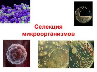 СЕЛЕКЦИЯ МИКРООРГАНИЗМОВ