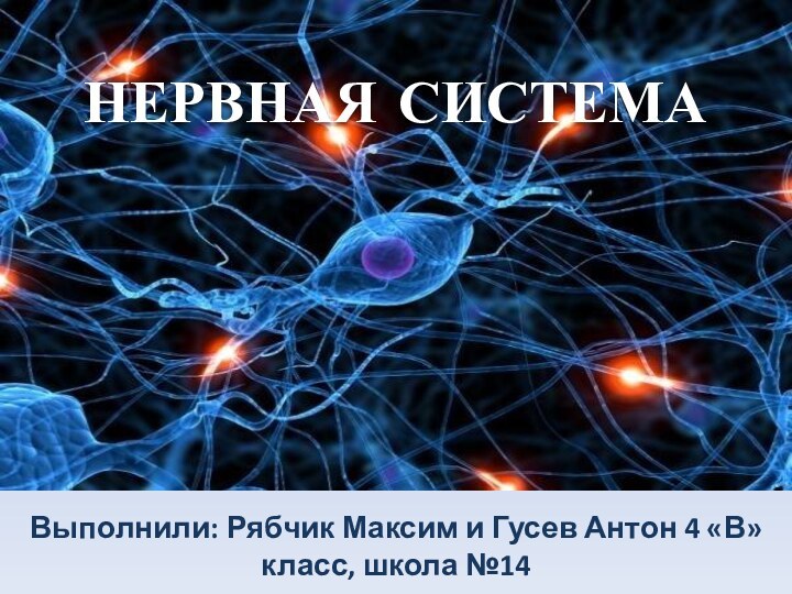 НЕРВНАЯ СИСТЕМАВыполнили: Рябчик Максим и Гусев Антон 4 «В» класс, школа №14НЕРВНАЯ СИСТЕМА