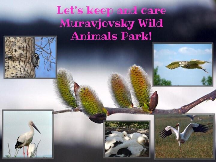 Let’s keep and care Muravjovsky Wild Animals Park!