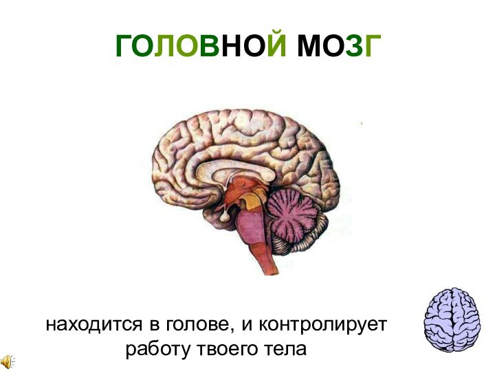 ГОЛОВНОЙ МОЗГнаходится в голове, и контролирует работу твоего тела