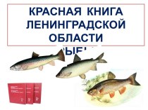 Красная книга Ленинградской области. Рыбы