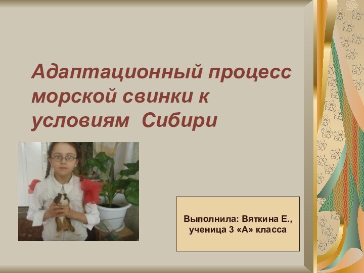 Адаптационный процесс морской свинки к условиям СибириВыполнила: Вяткина Е., ученица 3 «А» класса