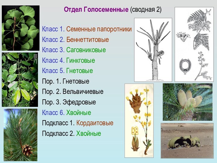 Класс 1. Семенные папоротники Класс 2. БеннеттитовыеКласс 3. СаговниковыеКласс 4. ГинкговыеКласс 5.