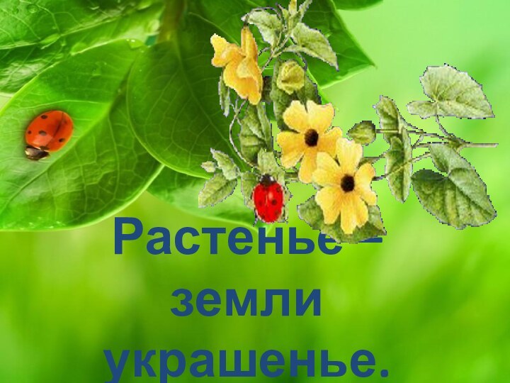 Растенье – земли украшенье.