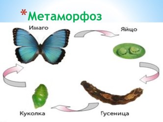 Метаморфоз насекомых