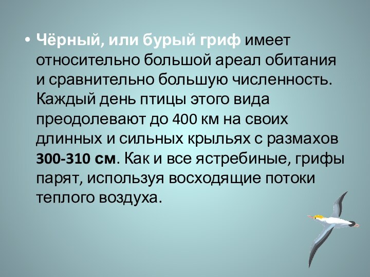 Чёрный, или бурый гриф имеет относительно большой ареал обитания и сравнительно большую