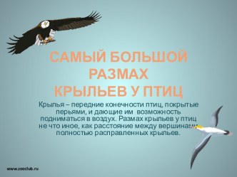 самый большой размах крыльев у птиц