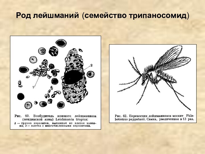 Род лейшманий (семейство трипаносомид)