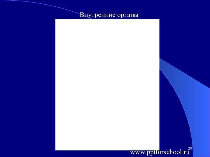 Внутренние органыwww.pptforschool.ru