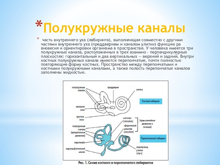 Полукружные каналы  часть внутрен­него уха (лабиринта), выполняющая совместно с дру­гими частями вну­треннего